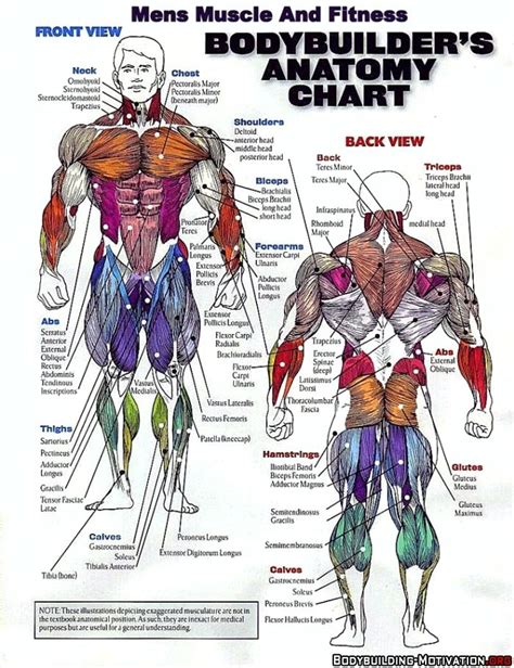 Complete Muscle Guide for Bodybuilders